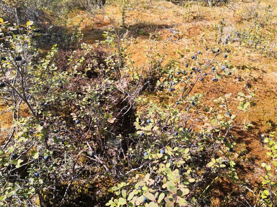 Береза карликовая (b. Nana l.)