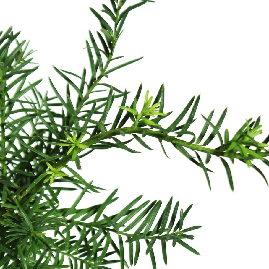 Тис ягодный Грин рокет