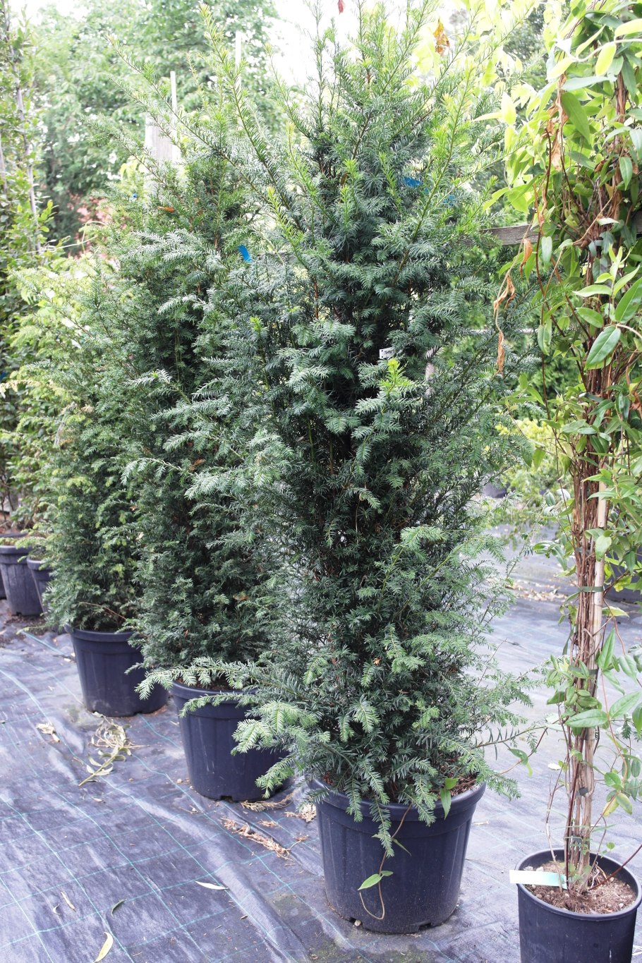 Тис средний Войтек