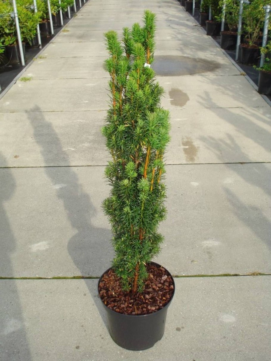 Тис ягодный Фастигиата