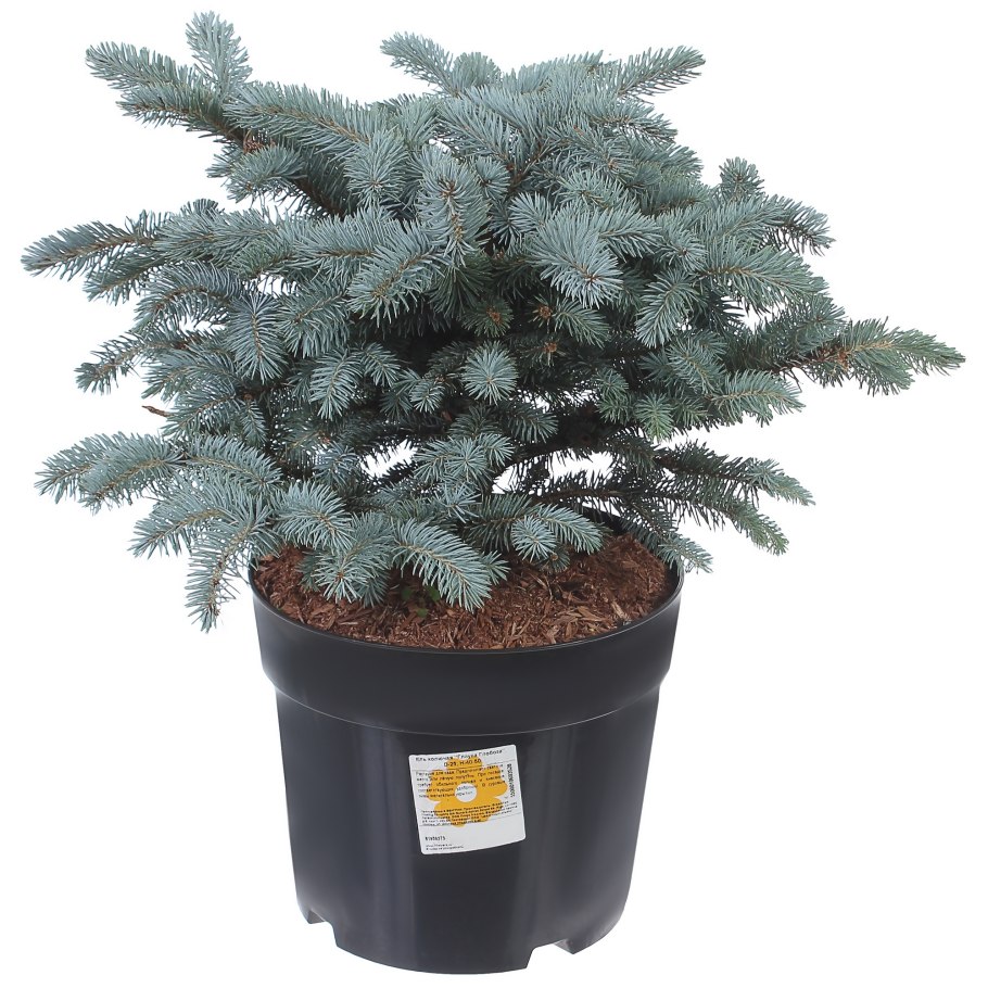 Ель колючая глобоза