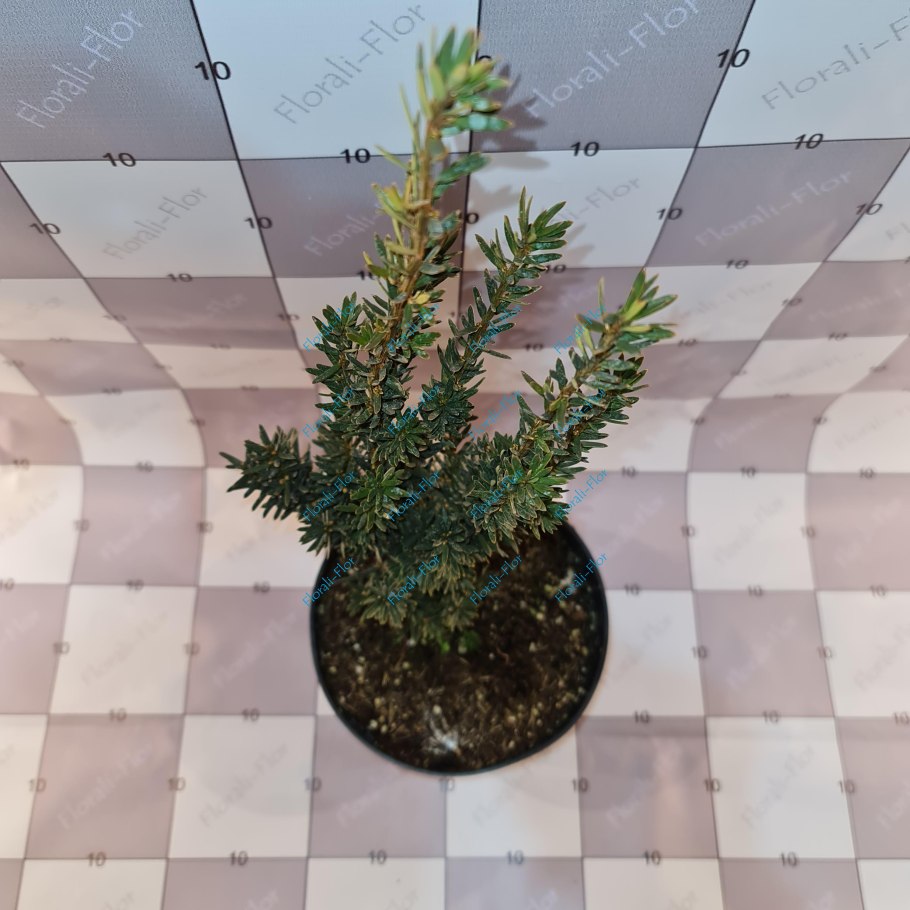 Купрессоципарис Лейланда Пирамидалис