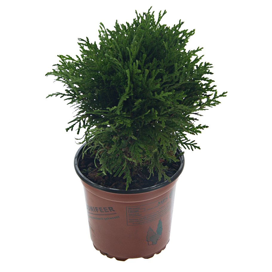 Тис ягодный Оверейндери описание