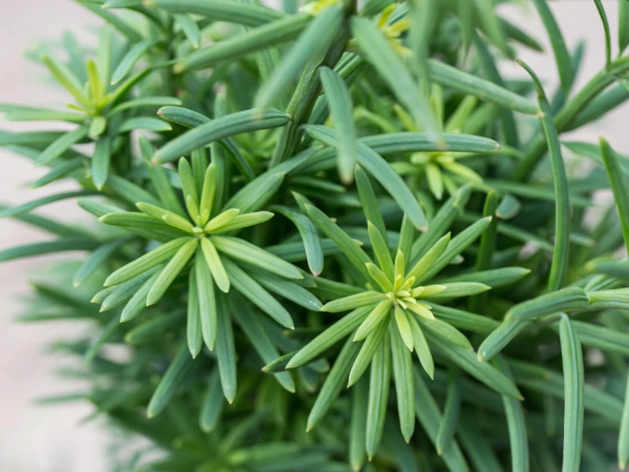 Хвойный микс d9