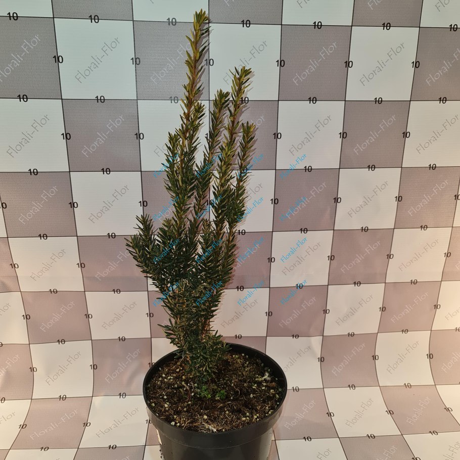 Тис Taxus baccata 'David'