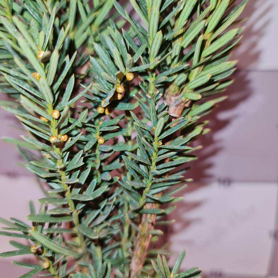 Тис Стефания