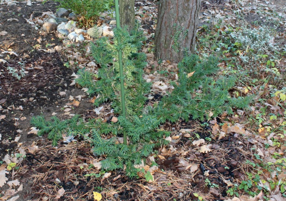 Тис ягодный Fastigiata Aurea