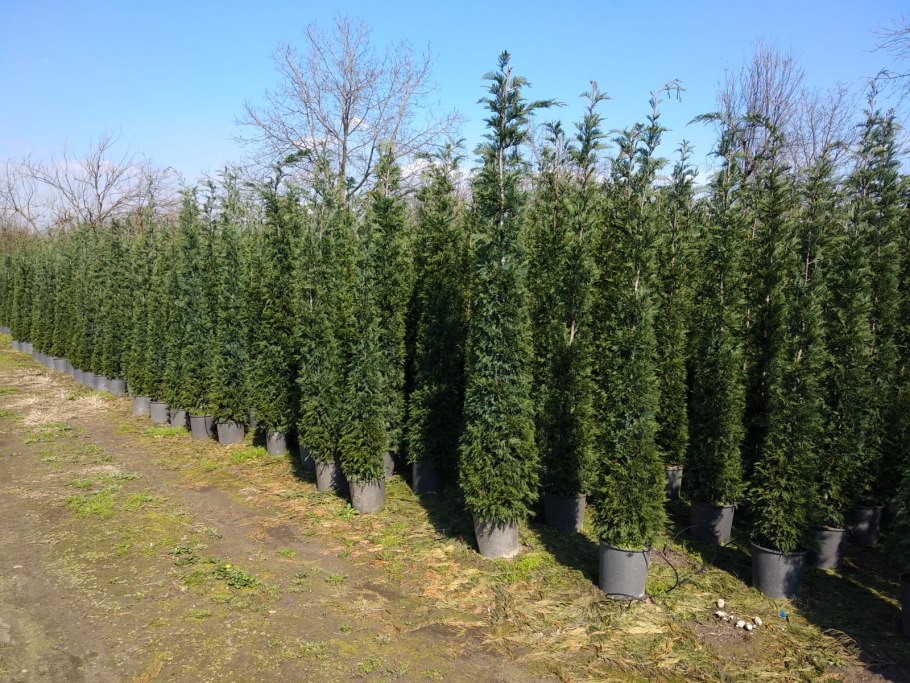 Тис baccata Semperaurea