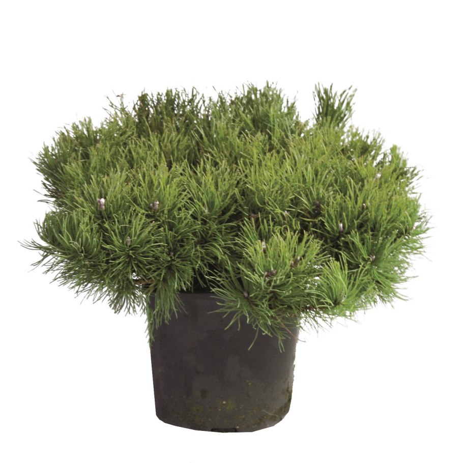 Туя Западная Грин рокет