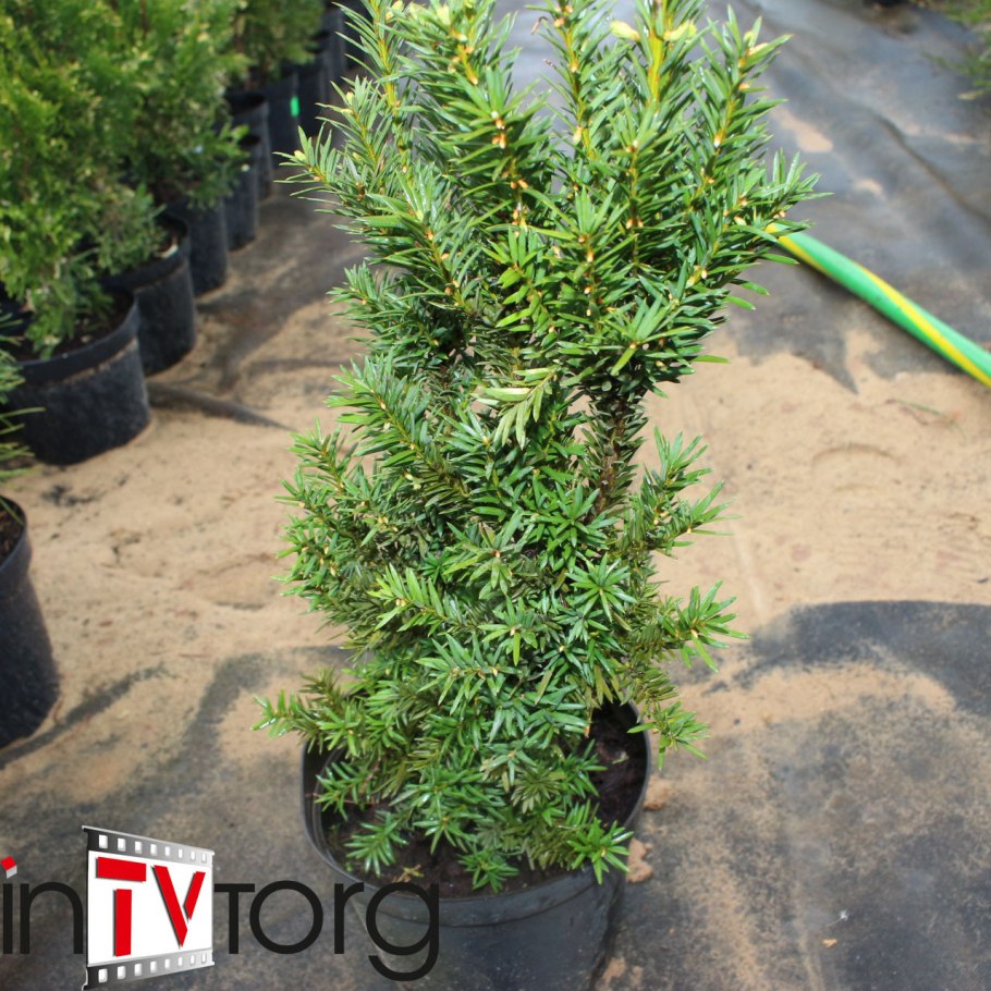 Тисс ягодный (Taxus baccata