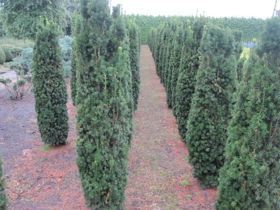 Taxus baccata Green Rocket