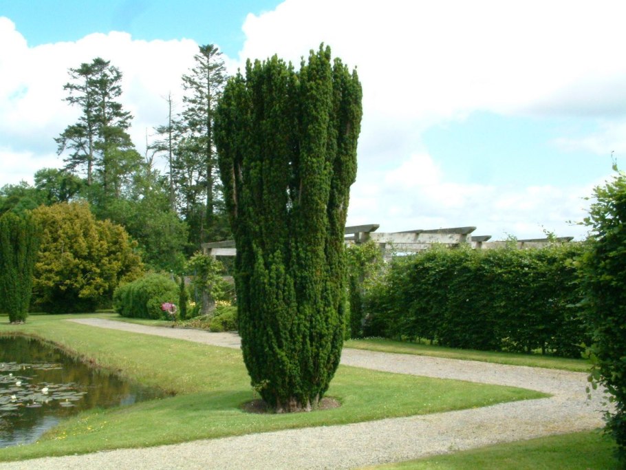 Taxus chinensis