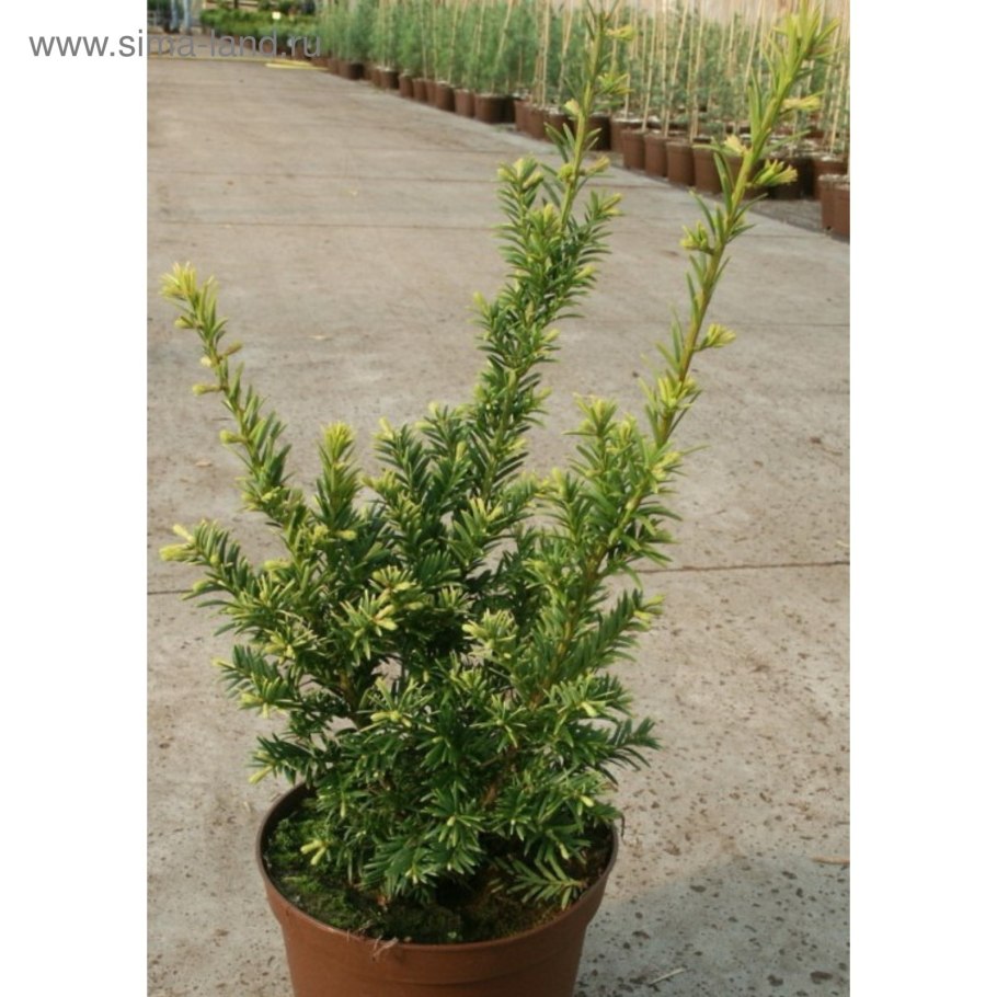 Тисс densiformis