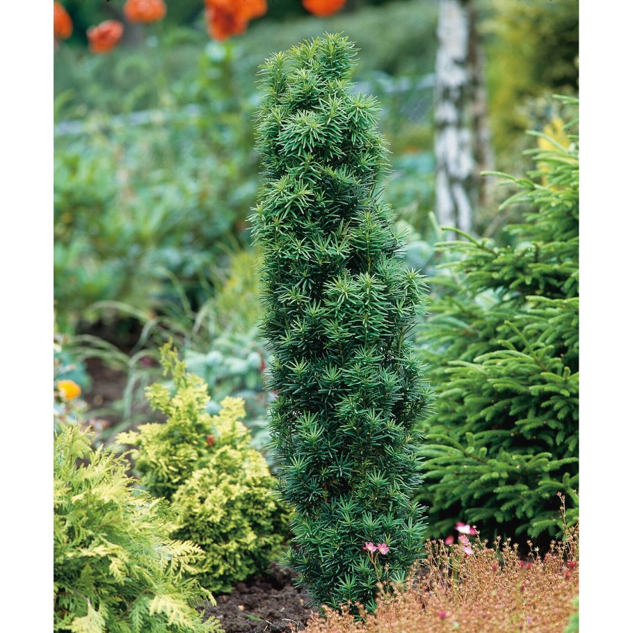 Ель Оморика Карел