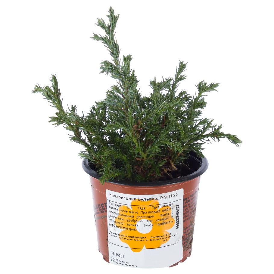 Кипарисовик хвойный микс