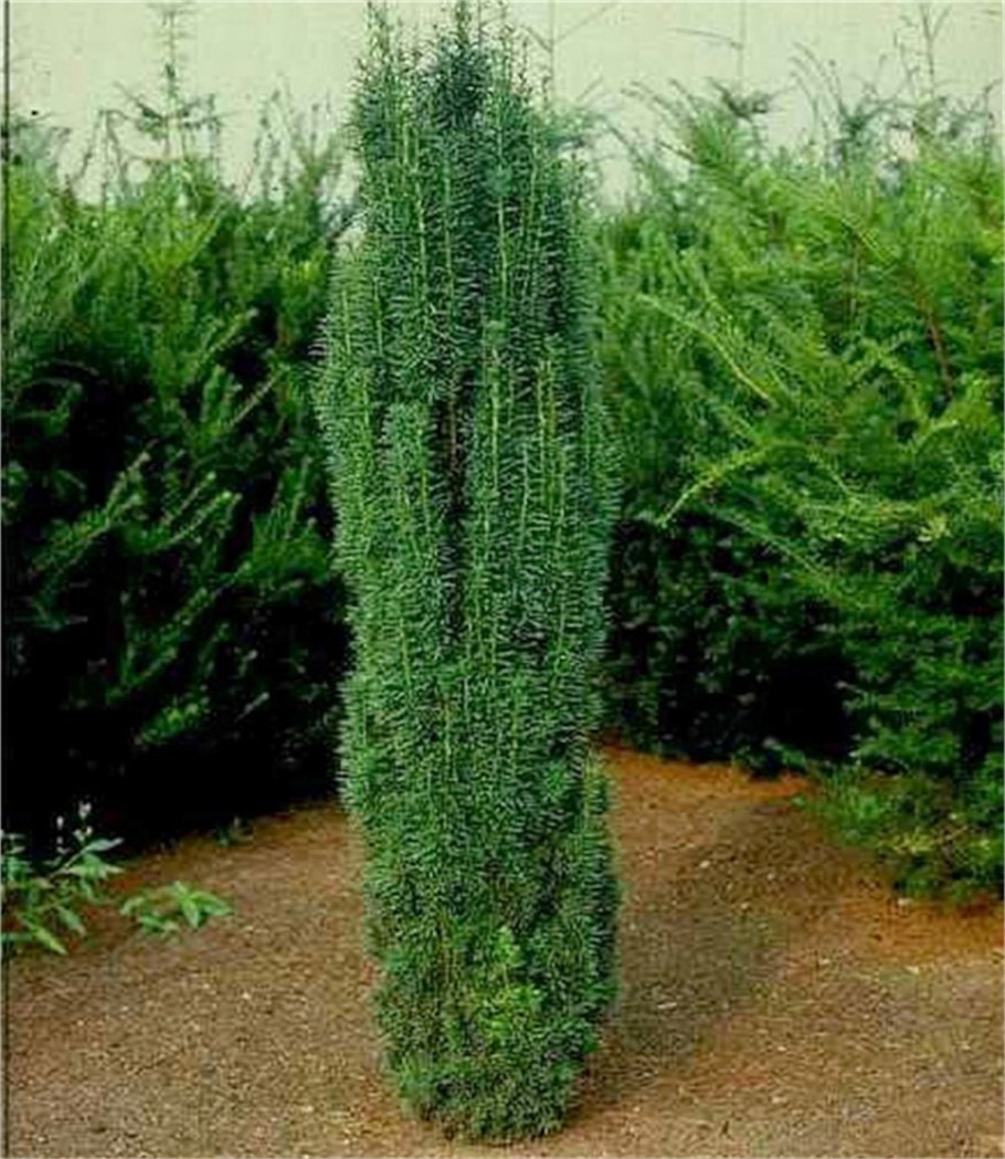 Тисс ягодный (Taxus baccata