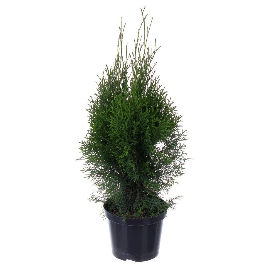 Тис Грин рокет