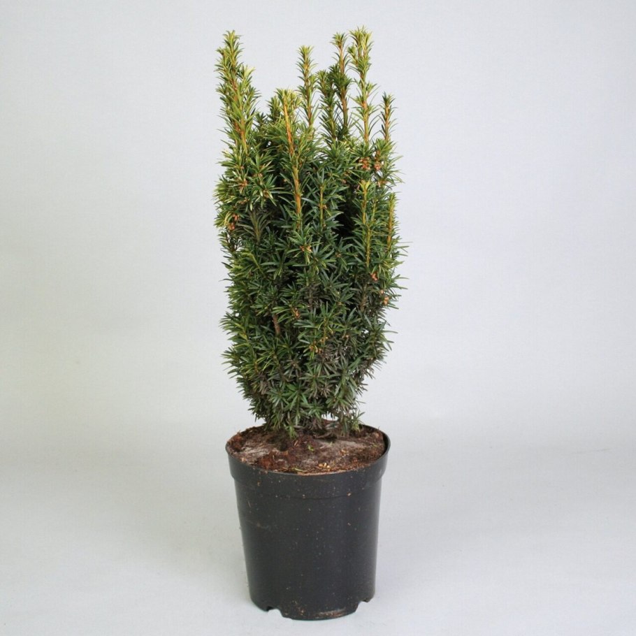 Тис средний Хилли (Taxus Media Hillii)