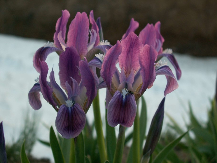 Ирис низкий — Iris pumila