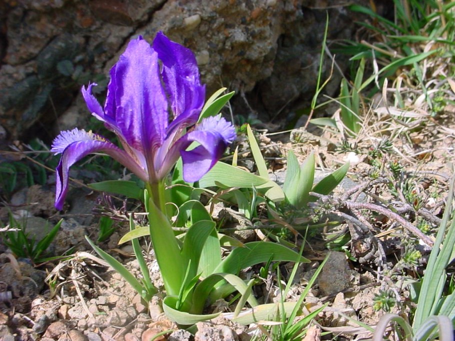Ирис карликовый безлистный