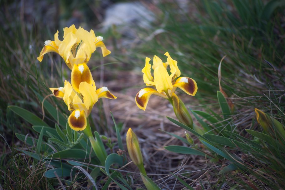 Касатик карликовый, степные Петушки Iris pumila l.