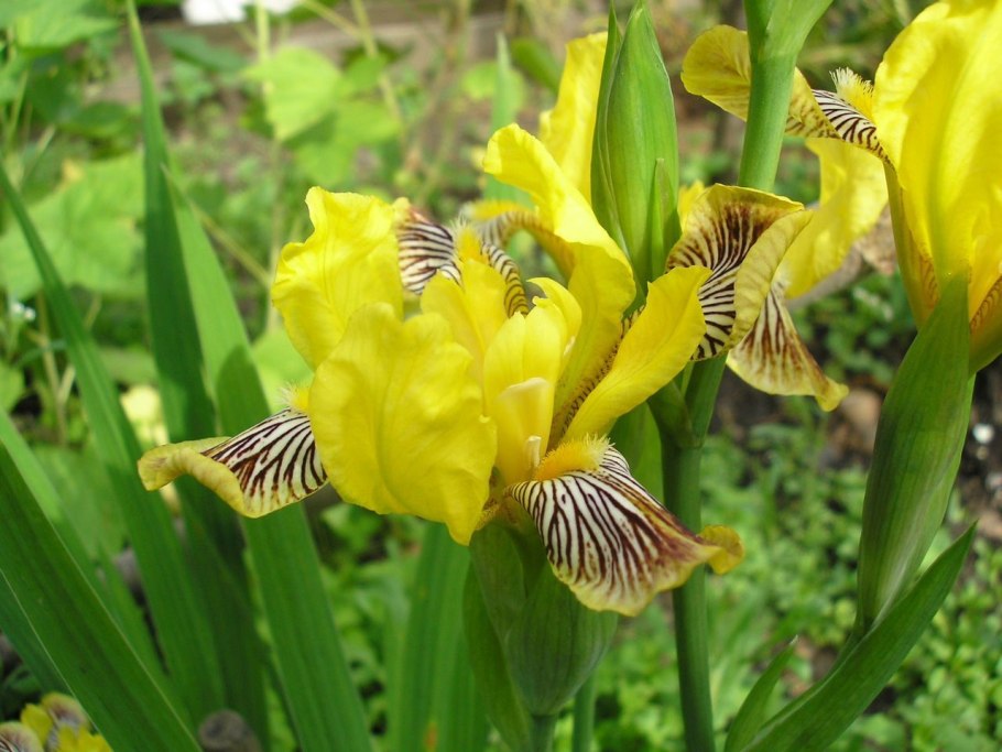 Касатик приземистый (Iris humilis)