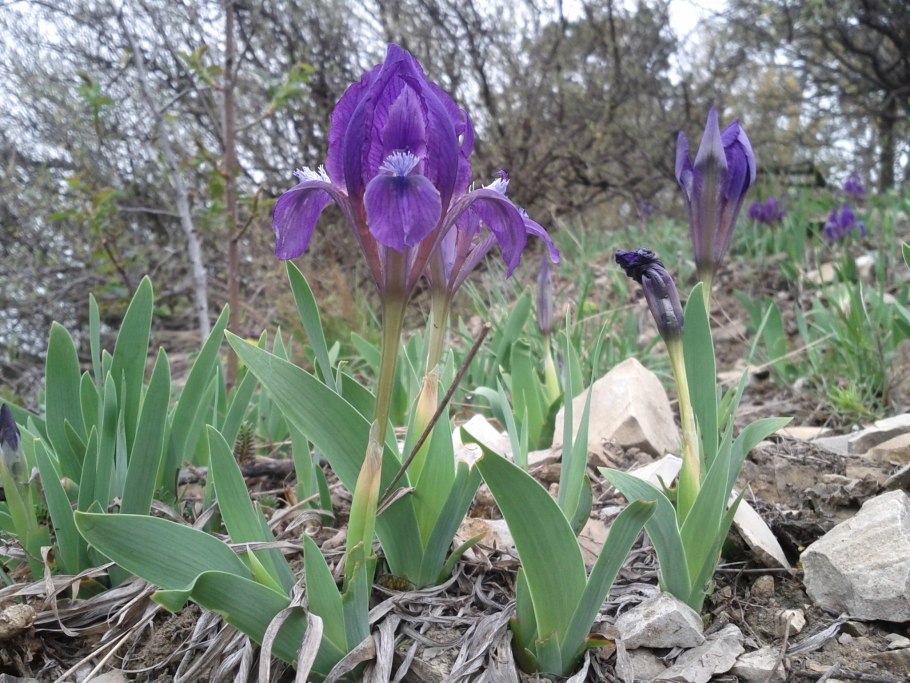 Ирис карликовый айбрайт