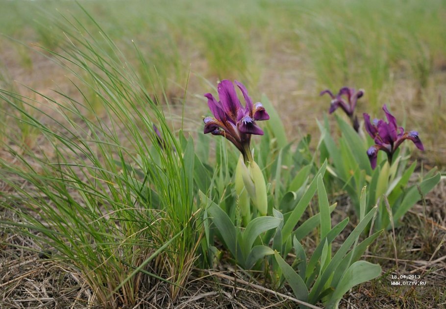Ирис карликовый Степной