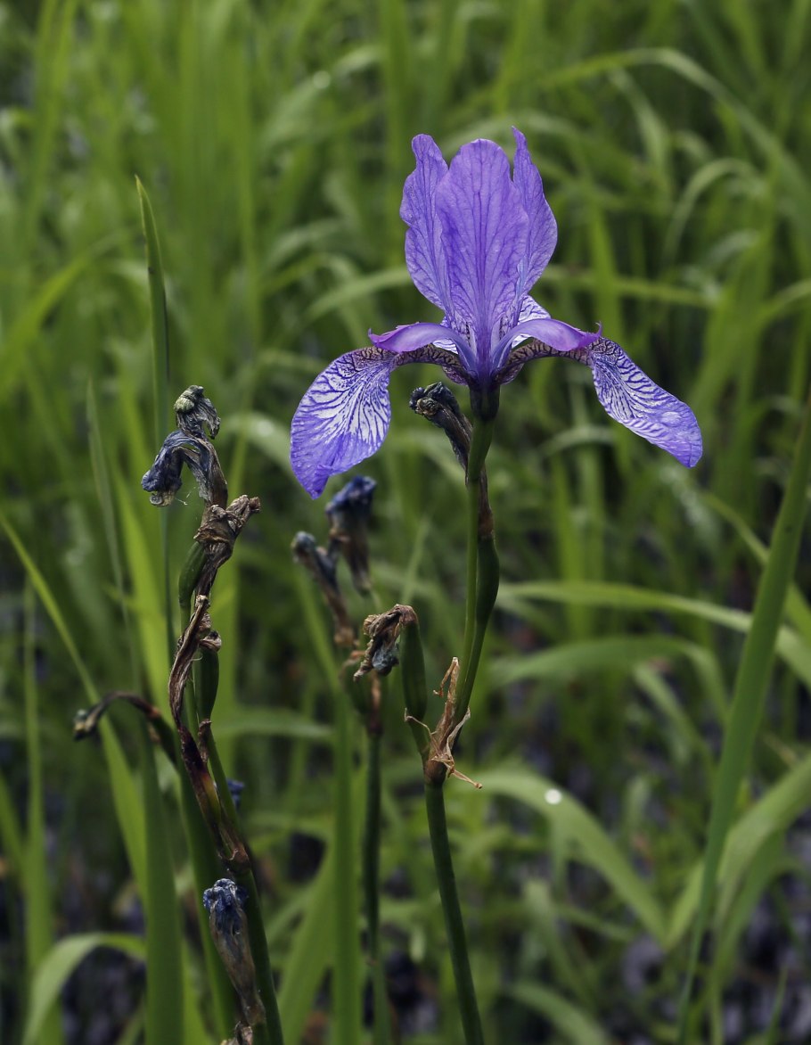 Ирис Касатик