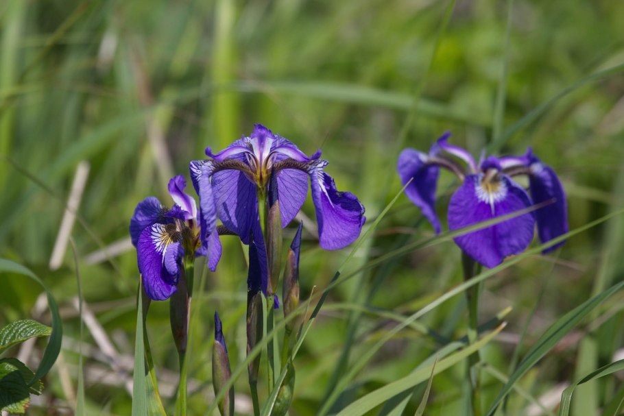 Ирис безлистный