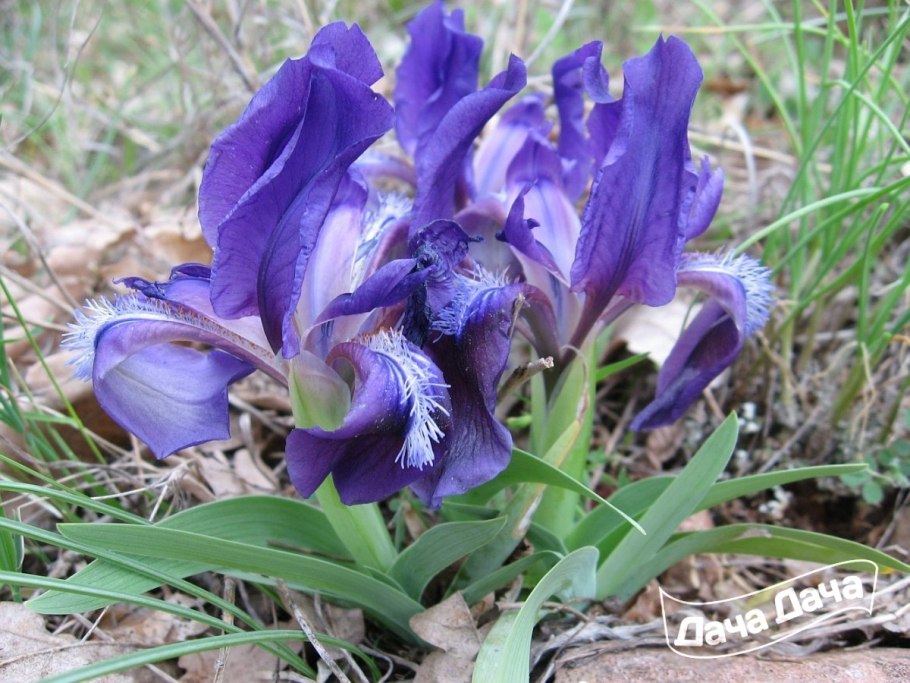 Ирис низкий (Касатик)
