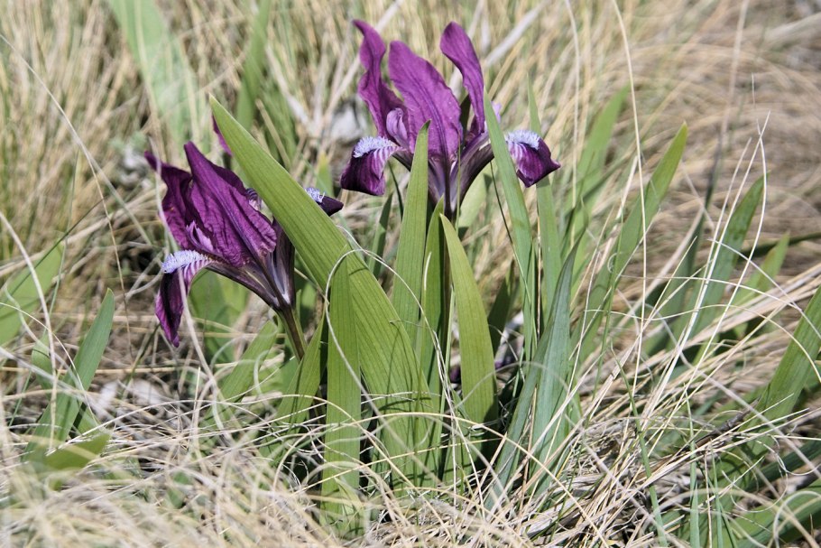 Ирис кожистый — Iris scariosa