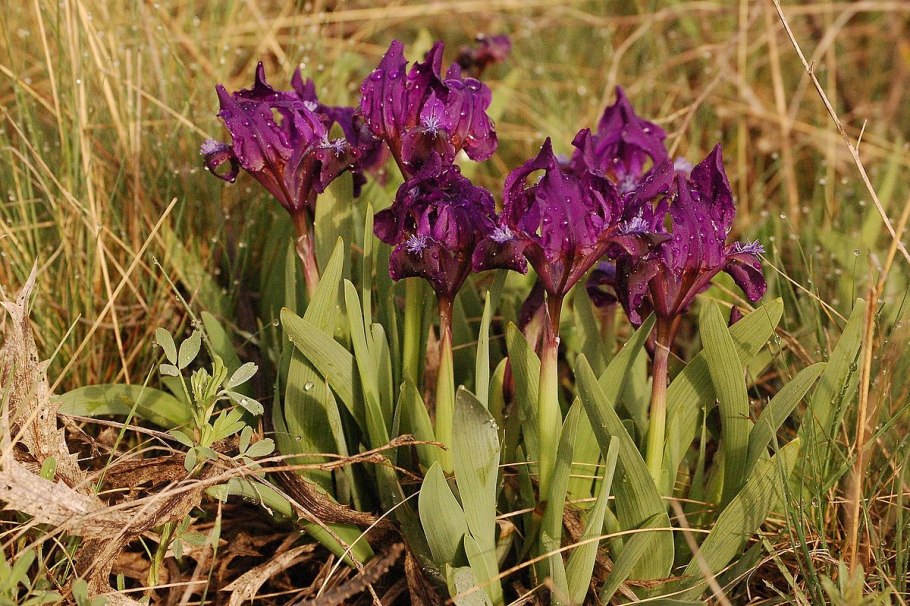 Ирис щетинистый