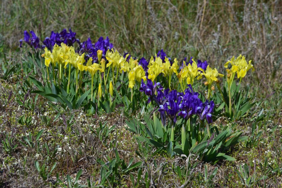 Касатик (Ирис) безлистный