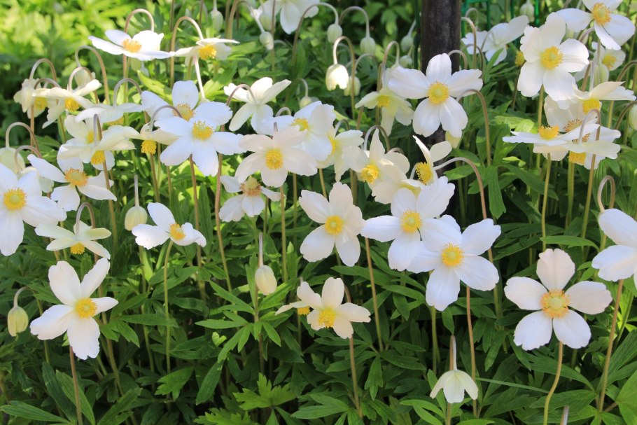 Ветреница Лесная (Anemone Sylvestris)
