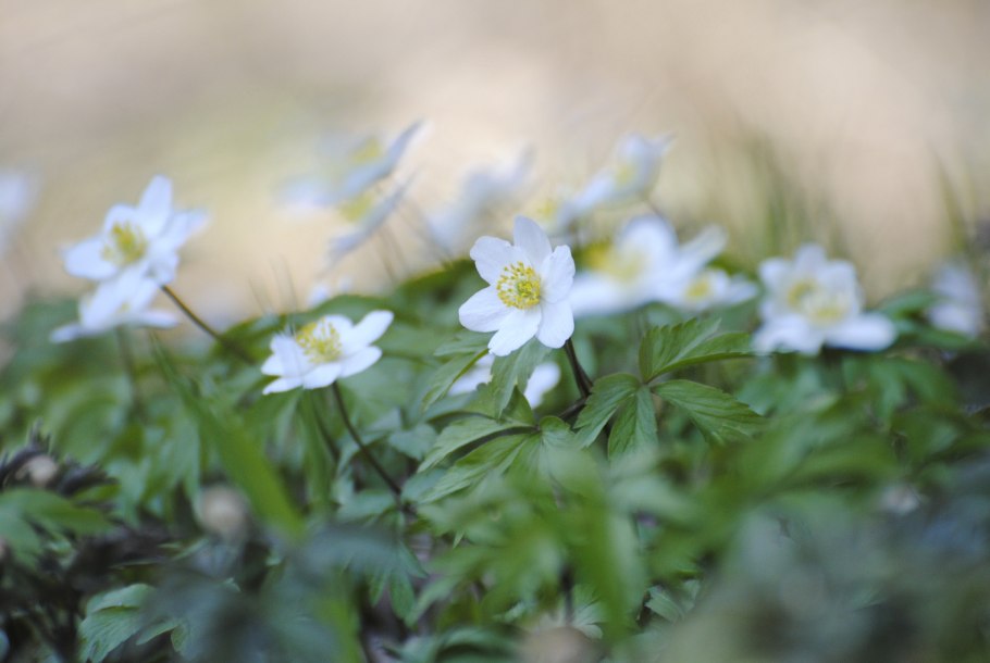 Ветреница Лесная (Anemone Sylvestris)
