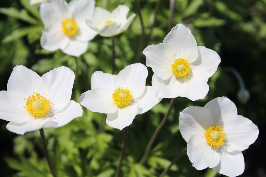 Анемона лесная anemone sylvestris
