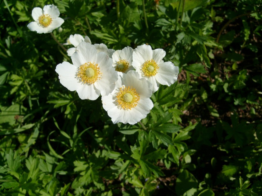 Е́треница лес-ная (Anemone Sylvestris)
