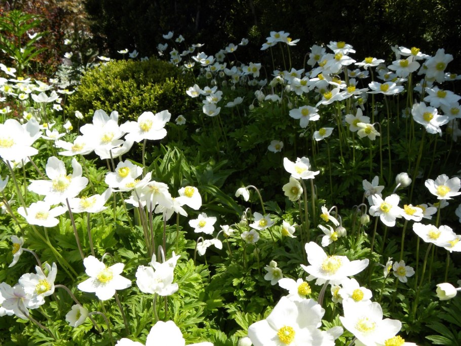 Многолетники ветреница Лесная