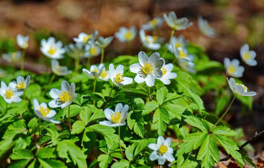 Ветреница Лесная (Anemone Sylvestris)