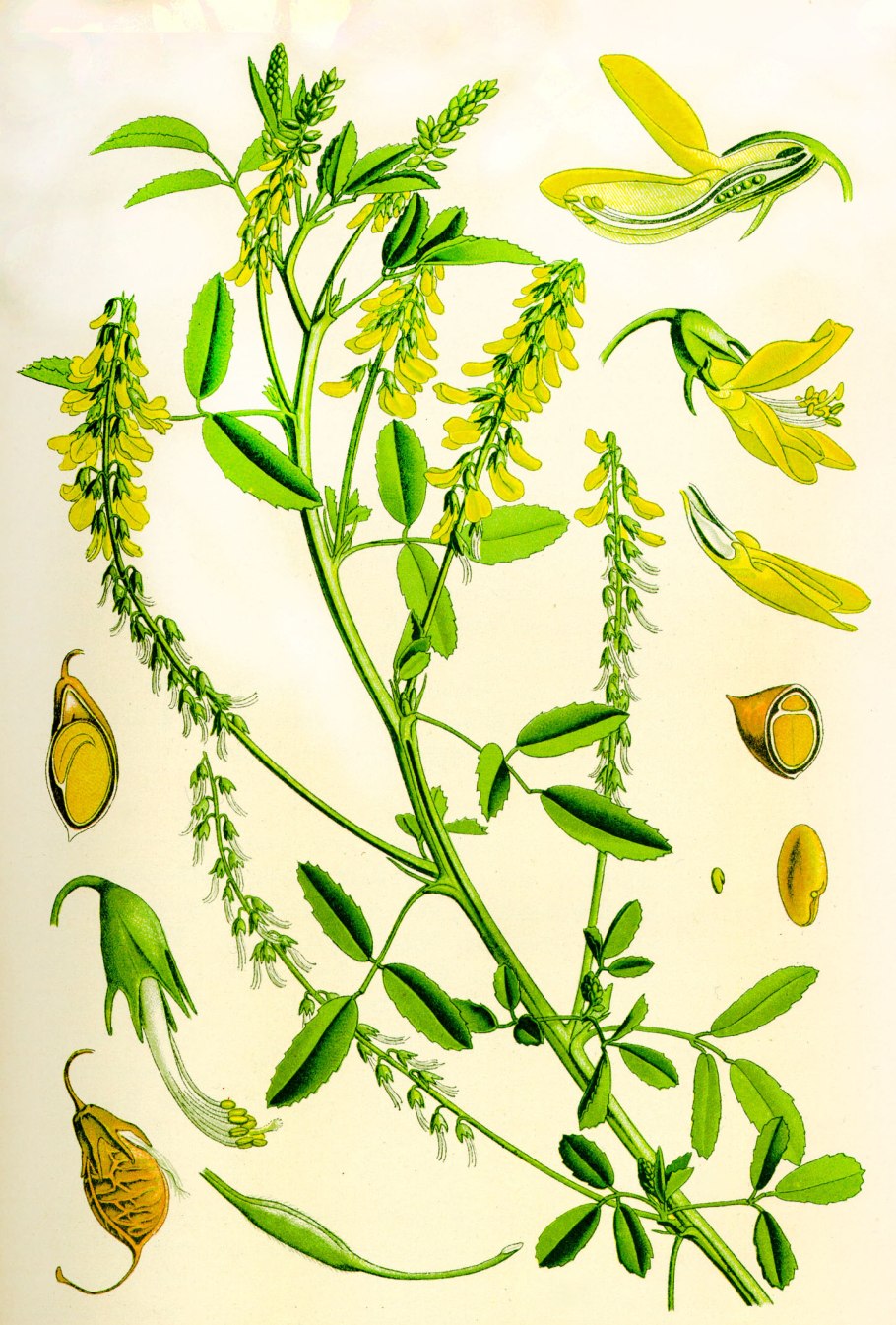 Горошек волосистый – Vicia hirsuta l.