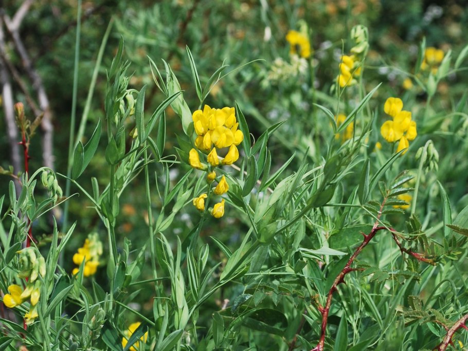 Чина Луговая (Lathyrus pratensis)