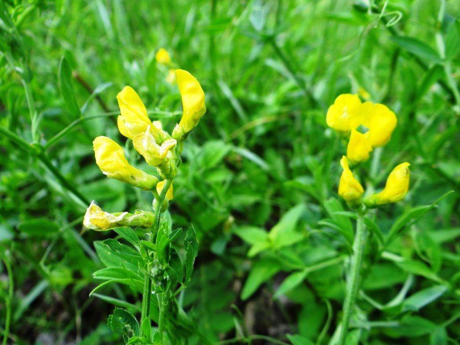 Lathyrus pratensis чи́на Лугова́я