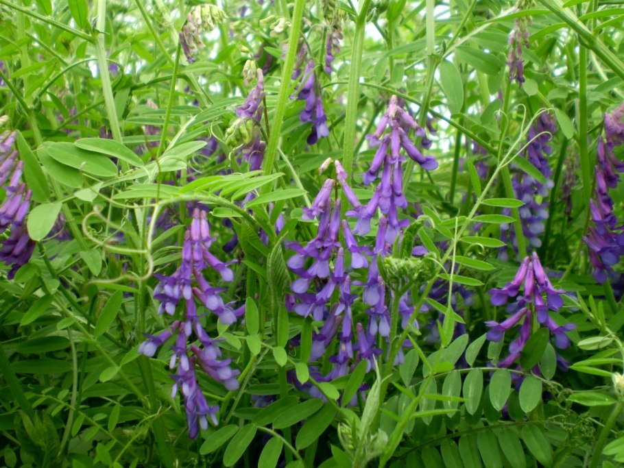 Вика посевная --- Vicia Sativa