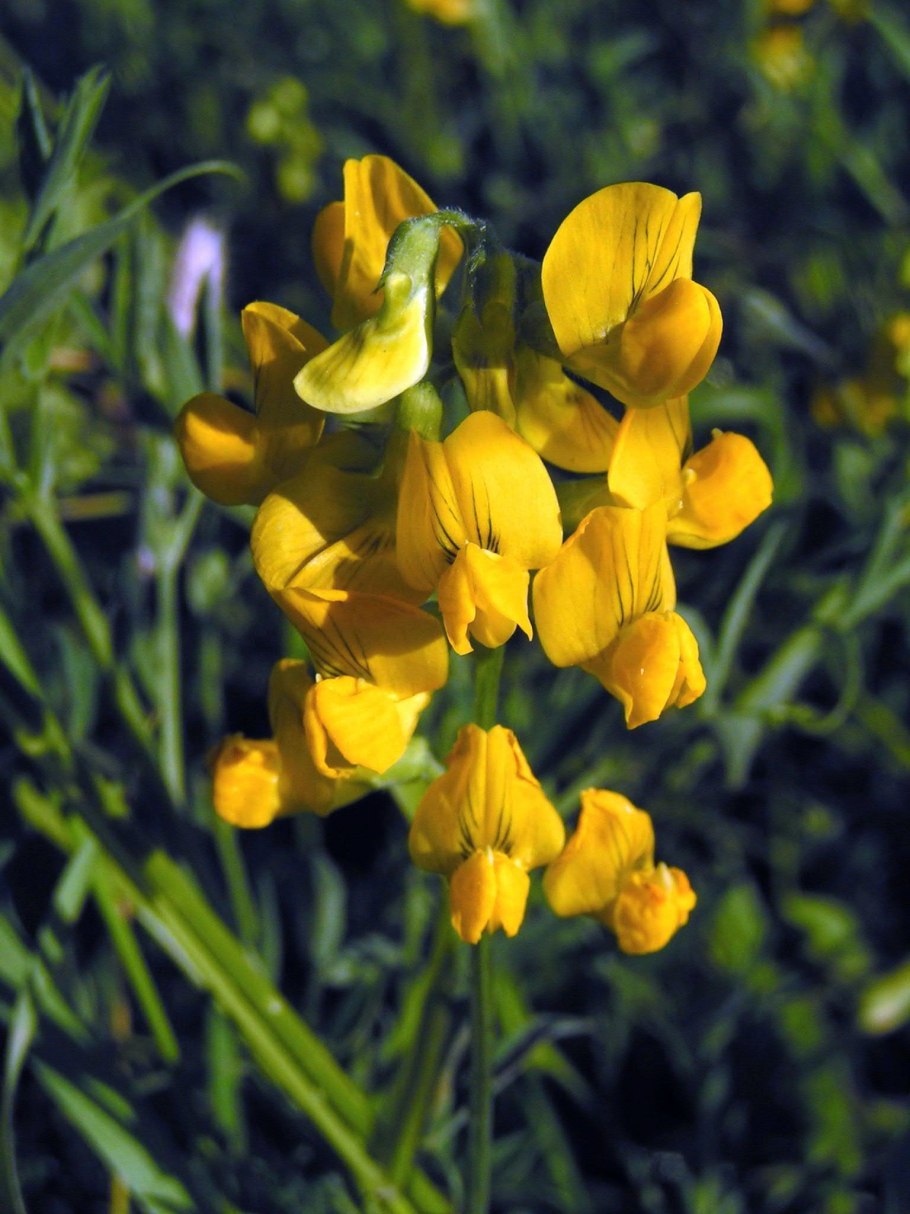 Чина Луговая (Lathyrus pratensis)