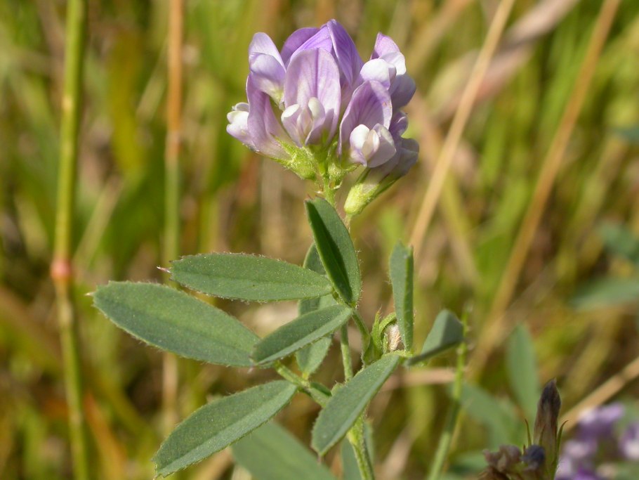 Чина Луговая — Lathyrus pratensis l
