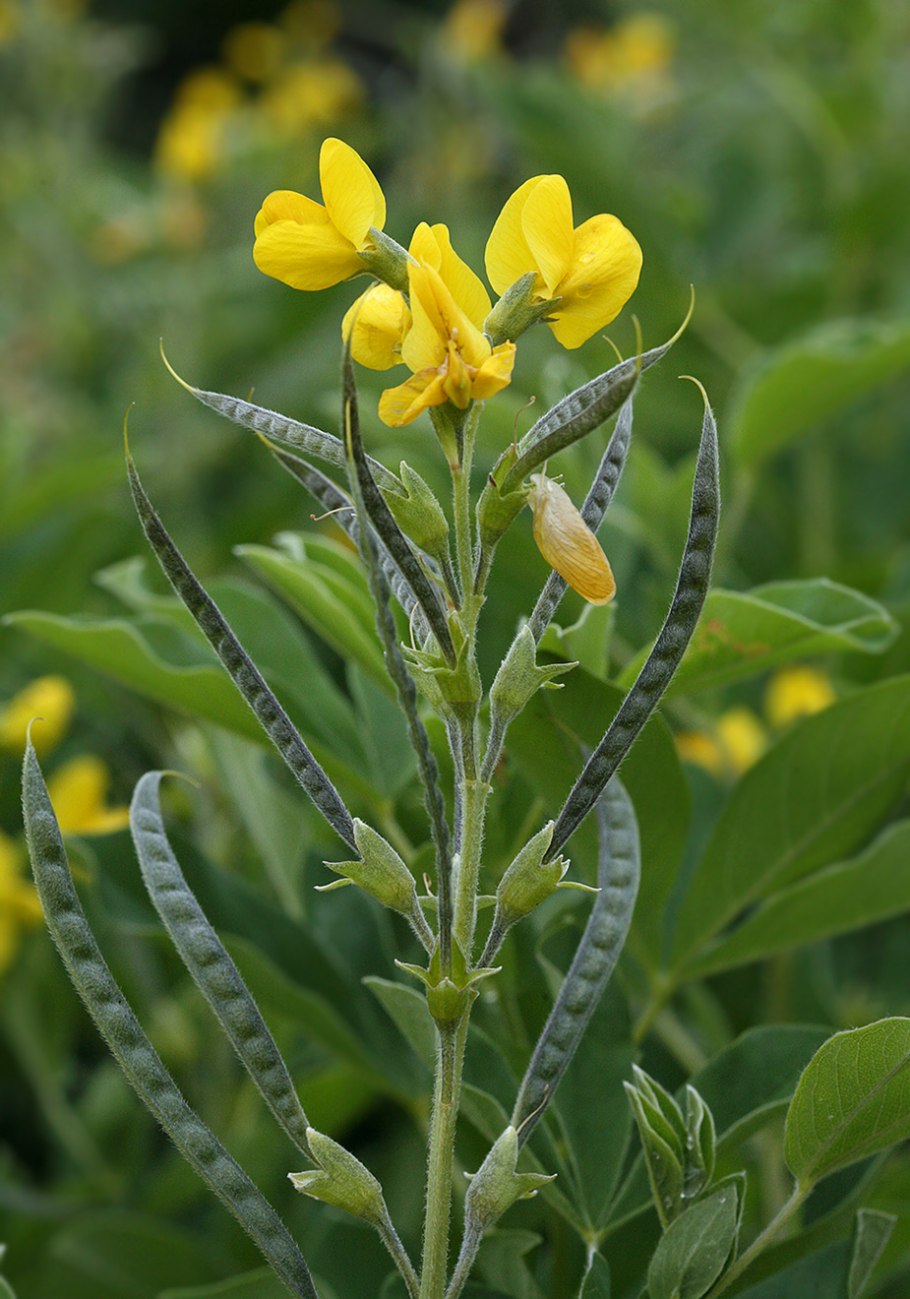 Thermopsis lanceolata термопсис ланцетный