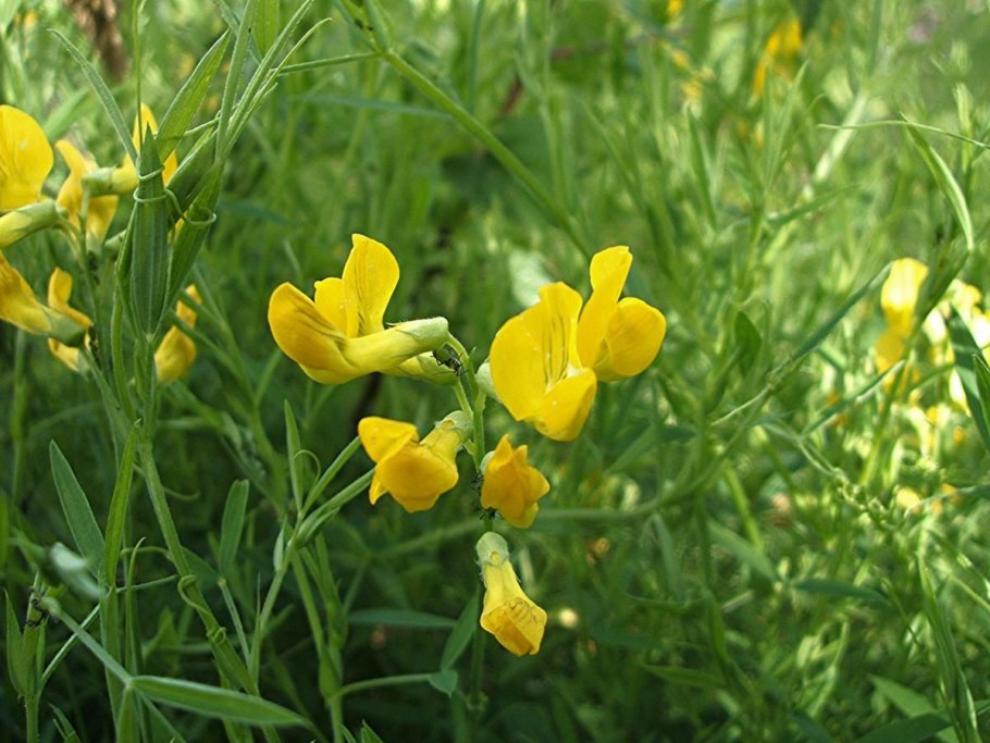 Чина Луговая — Lathyrus pratensis l