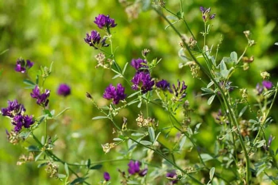 Донник лекарственный (Melilotus officinalis)