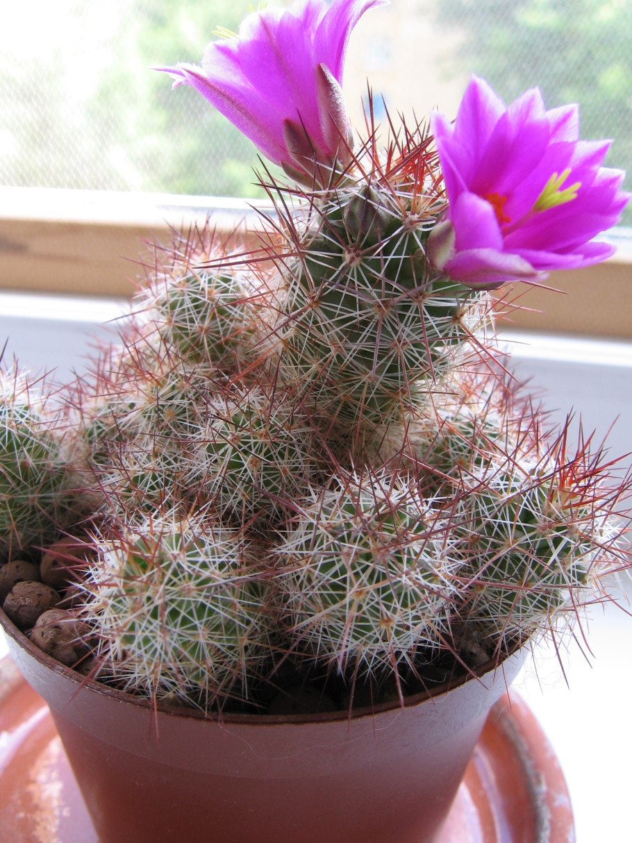 Кактус Маммиллярия Cactaceae